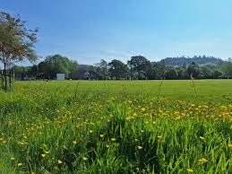 Image result for Wonersh Cricket Club