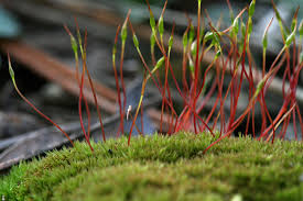 Attēlu rezultāti vaicājumam “Ceratodon purpureus”