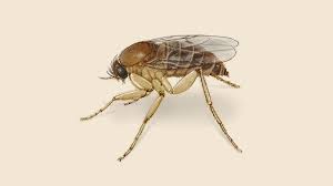 Attēlu rezultāti vaicājumam “Phoridae”