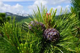 Attēlu rezultāti vaicājumam “Pinus sibirica”