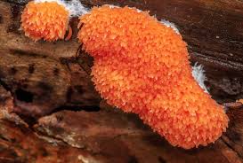 Attēlu rezultāti vaicājumam “Trichia, Hemitrichia sp.”