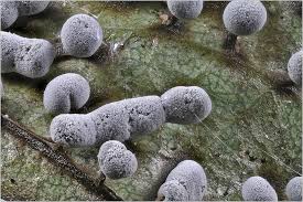 Attēlu rezultāti vaicājumam “Didymium bahiense”