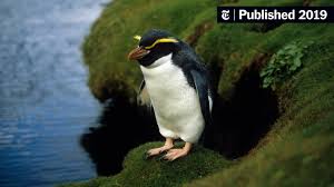 Image result for penguin