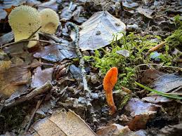 Attēlu rezultāti vaicājumam “Cordyceps polyarthra”