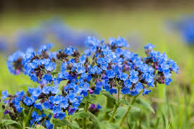 Attēlu rezultāti vaicājumam “Pulmonaria obscura leaf”