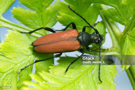 Attēlu rezultāti vaicājumam “Anastrangalia sanguinolenta”