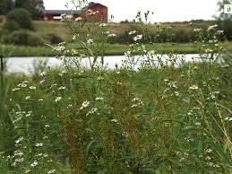 Attēlu rezultāti vaicājumam “Symphyotrichum x salignum flower”