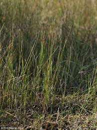 Attēlu rezultāti vaicājumam “Eleocharis quinqueflora”