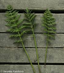 Attēlu rezultāti vaicājumam “Sium latifolium”