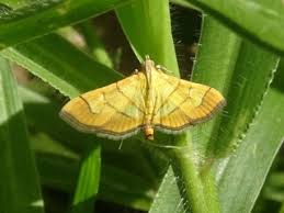 Attēlu rezultāti vaicājumam “Crambidae”