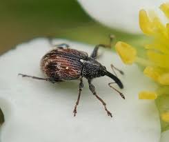 Attēlu rezultāti vaicājumam “Anthonomus phyllocola”