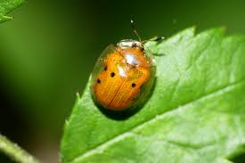 Attēlu rezultāti vaicājumam “Tortula lingulata macro”