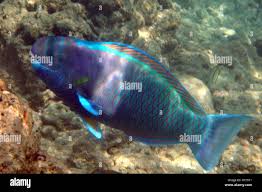 Image result for Chlorurus perspicillatus