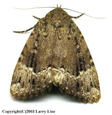 Attēlu rezultāti vaicājumam “Amphipyra”