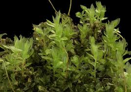 Attēlu rezultāti vaicājumam “Mnium marginatum”