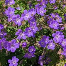 Attēlu rezultāti vaicājumam “Geranium sylvaticum”