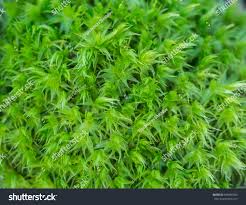 Attēlu rezultāti vaicājumam “Syntrichia ruralis var. ruraliformis”