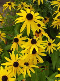 Attēlu rezultāti vaicājumam “Rudbeckia hirta var. pulcherrima”