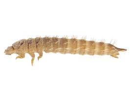 Attēlu rezultāti vaicājumam “Leiodidae larva”