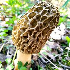 Attēlu rezultāti vaicājumam “Morchella sp.”