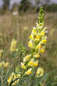 Attēlu rezultāti vaicājumam “Linaria vulgaris flower”