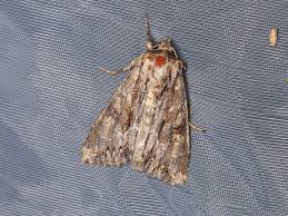 Attēlu rezultāti vaicājumam “Apamea monoglypha”