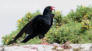 Image result for Pyrrhocorax pyrrhocorax