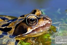 Attēlu rezultāti vaicājumam “Rana temporaria”