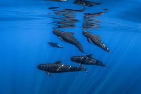 Image result for Globicephala melas