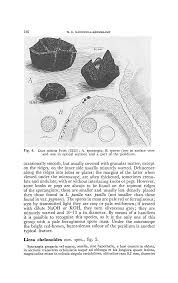 Attēlu rezultāti vaicājumam “Licea minima”