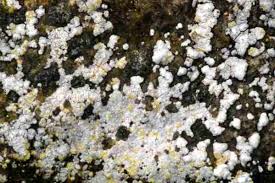 Attēlu rezultāti vaicājumam “Pertusaria coccodes”