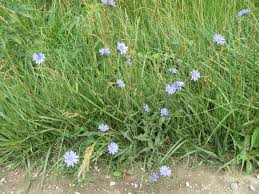 Image result for Cichorium intybus