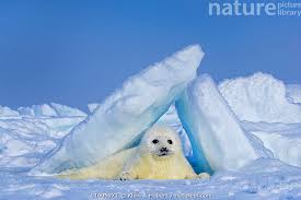 Image result for Pagophilus groenlandicus