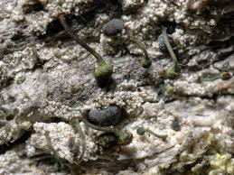 Attēlu rezultāti vaicājumam “Chaenotheca phaeocephala”