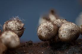 Attēlu rezultāti vaicājumam “Diderma ochraceum macro”