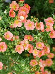 Attēlu rezultāti vaicājumam “Potentilla”