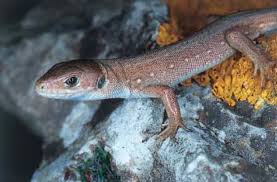 Attēlu rezultāti vaicājumam “Lacerta vivipara juvenile”