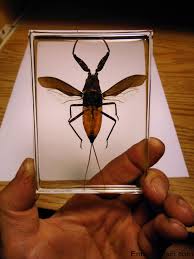 Attēlu rezultāti vaicājumam “Nepa cinerea imago”