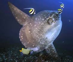 Image result for Mola mola