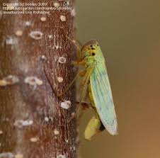 Attēlu rezultāti vaicājumam “Cicadella viridis female”