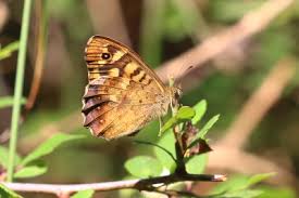Attēlu rezultāti vaicājumam “Pararge aegeria upperside”