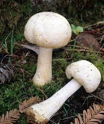 Attēlu rezultāti vaicājumam “Sylvicola sp.”