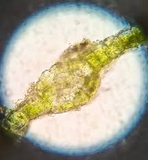 Attēlu rezultāti vaicājumam “Tortula lingulata macro”