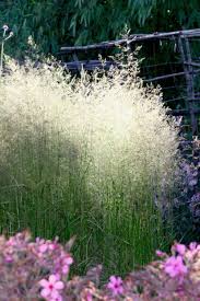 Attēlu rezultāti vaicājumam “Deschampsia cespitosa”