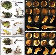 Attēlu rezultāti vaicājumam “Pelophylax juvenile”