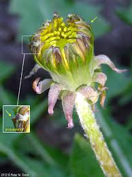 Attēlu rezultāti vaicājumam “Taraxacum suecicum flower”