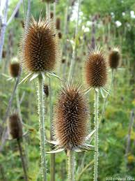 Image result for Dipsacus laciniatus