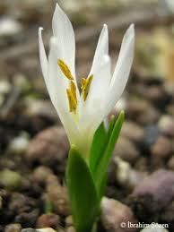 Attēlu rezultāti vaicājumam “Colchicum szovitsii subsp. szovitsii flower”