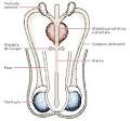 <b>glándulas bulbouretrales</b>.