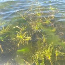 Attēlu rezultāti vaicājumam “Stratiotes aloides”